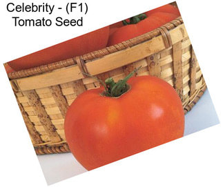 Celebrity - (F1) Tomato Seed