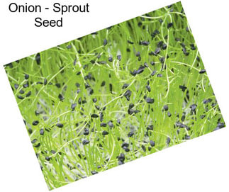 Onion - Sprout Seed