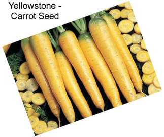 Yellowstone - Carrot Seed