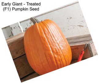 Early Giant - Treated (F1) Pumpkin Seed