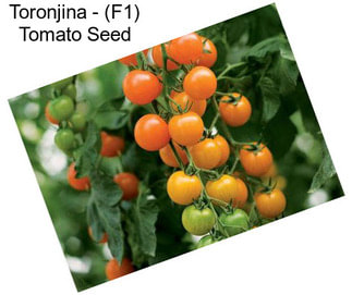 Toronjina - (F1) Tomato Seed