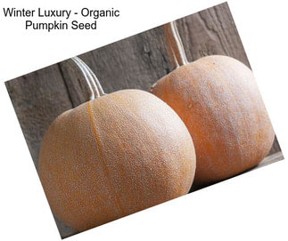 Winter Luxury - Organic Pumpkin Seed