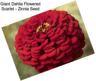 Giant Dahlia Flowered Scarlet - Zinnia Seed