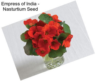 Empress of India - Nasturtium Seed