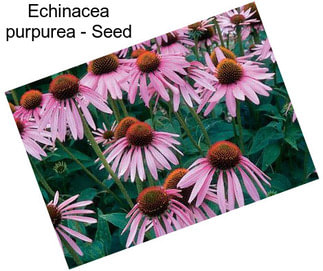 Echinacea purpurea - Seed