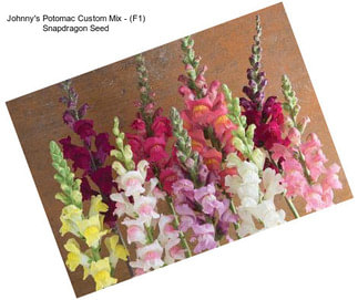 Johnny\'s Potomac Custom Mix - (F1) Snapdragon Seed