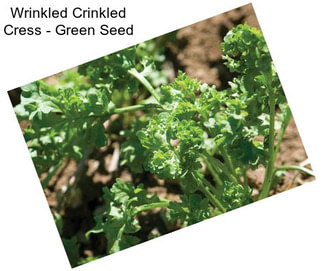Wrinkled Crinkled Cress - Green Seed