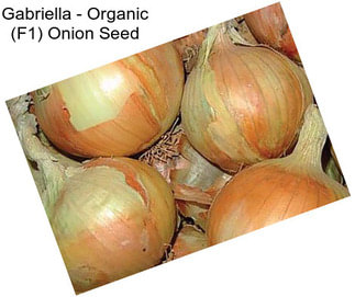 Gabriella - Organic (F1) Onion Seed