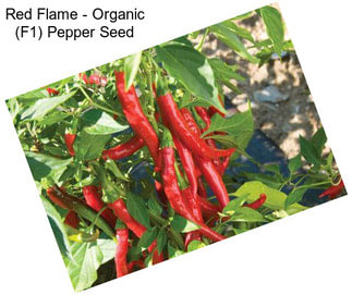 Red Flame - Organic (F1) Pepper Seed