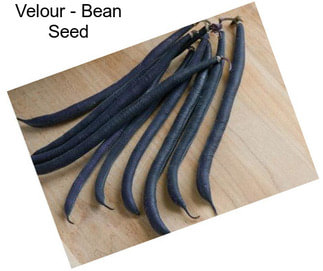 Velour - Bean Seed