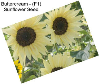 Buttercream - (F1) Sunflower Seed