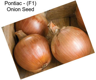 Pontiac - (F1) Onion Seed