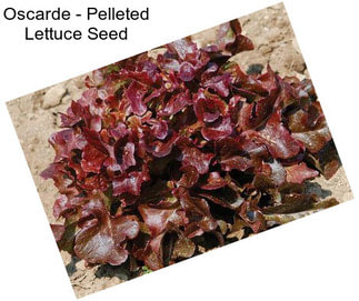 Oscarde - Pelleted Lettuce Seed