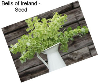 Bells of Ireland - Seed