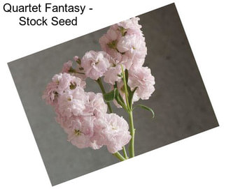 Quartet Fantasy - Stock Seed