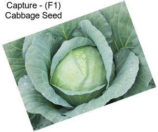 Capture - (F1) Cabbage Seed