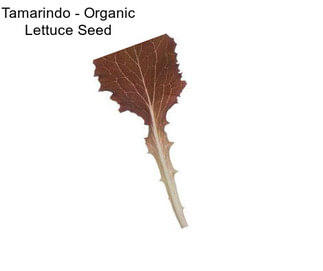 Tamarindo - Organic Lettuce Seed