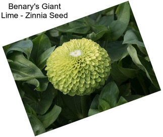 Benary\'s Giant Lime - Zinnia Seed