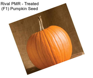 Rival PMR - Treated (F1) Pumpkin Seed