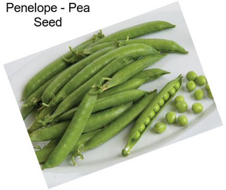 Penelope - Pea Seed