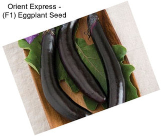 Orient Express - (F1) Eggplant Seed