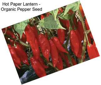 Hot Paper Lantern - Organic Pepper Seed