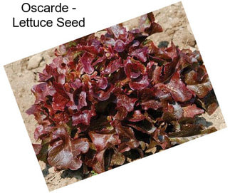 Oscarde - Lettuce Seed