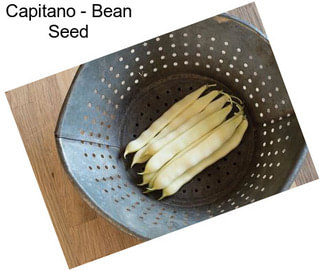 Capitano - Bean Seed