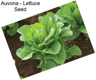 Auvona - Lettuce Seed