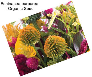 Echinacea purpurea - Organic Seed