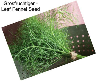 Grosfruchtiger - Leaf Fennel Seed