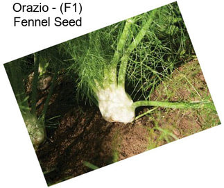 Orazio - (F1) Fennel Seed