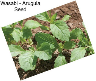 Wasabi - Arugula Seed