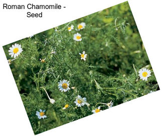 Roman Chamomile - Seed