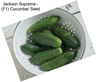 Jackson Supreme - (F1) Cucumber Seed