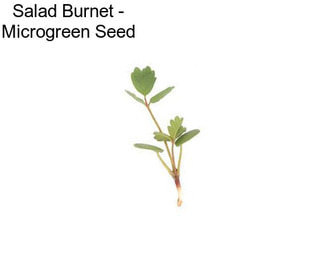 Salad Burnet - Microgreen Seed