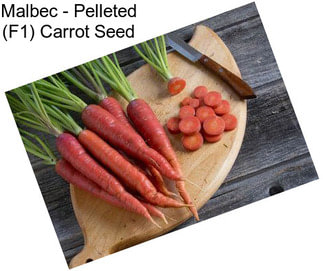 Malbec - Pelleted (F1) Carrot Seed