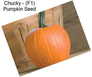 Chucky - (F1) Pumpkin Seed