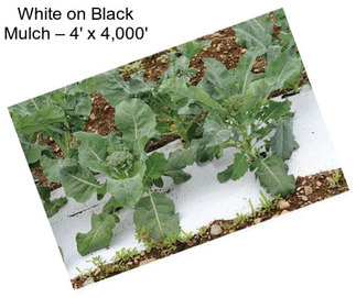 White on Black Mulch – 4\' x 4,000\'