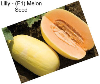 Lilly - (F1) Melon Seed