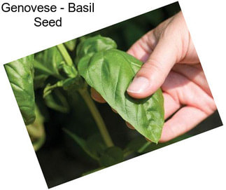 Genovese - Basil Seed