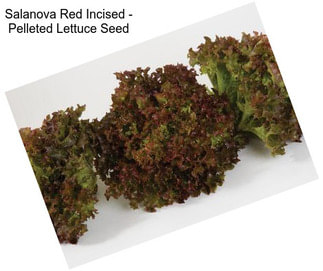 Salanova Red Incised - Pelleted Lettuce Seed