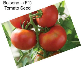 Bolseno - (F1) Tomato Seed