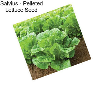 Salvius - Pelleted Lettuce Seed