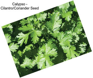 Calypso - Cilantro/Coriander Seed