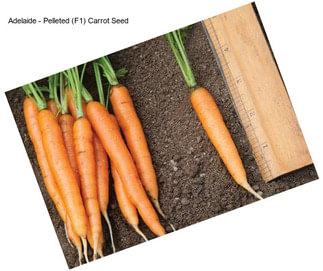 Adelaide - Pelleted (F1) Carrot Seed