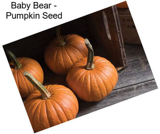 Baby Bear - Pumpkin Seed