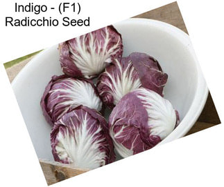 Indigo - (F1) Radicchio Seed