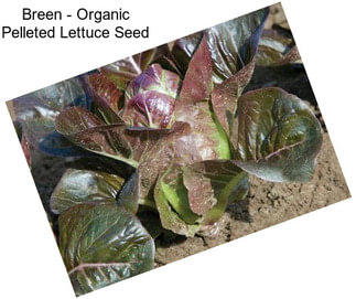 Breen - Organic Pelleted Lettuce Seed