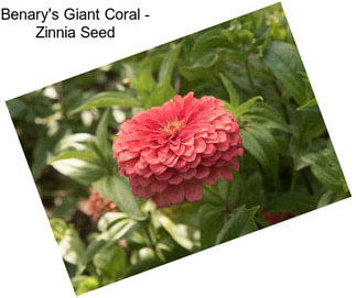 Benary\'s Giant Coral - Zinnia Seed